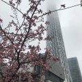 もうすぐ春です