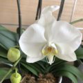 胡蝶蘭の花が咲きました